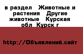  в раздел : Животные и растения » Другие животные . Курская обл.,Курск г.